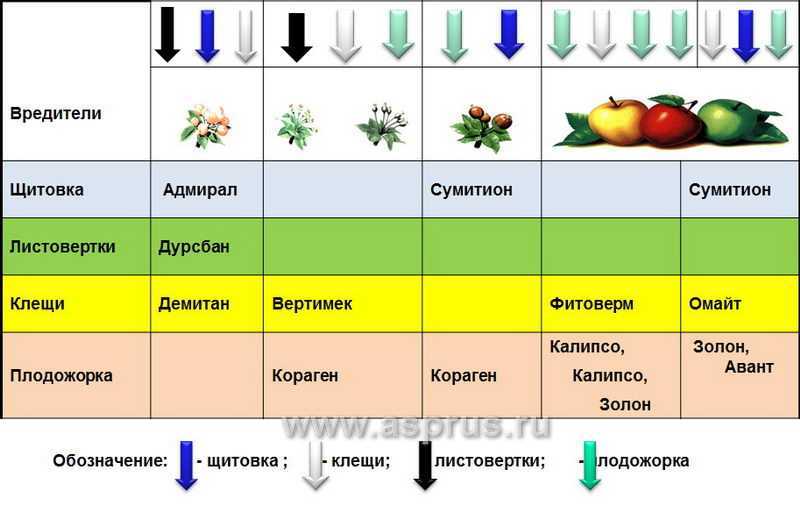 Осенняя обработка яблонь от болезней и вредителей: чем и когда опрыскивать плодовые деревья в саду