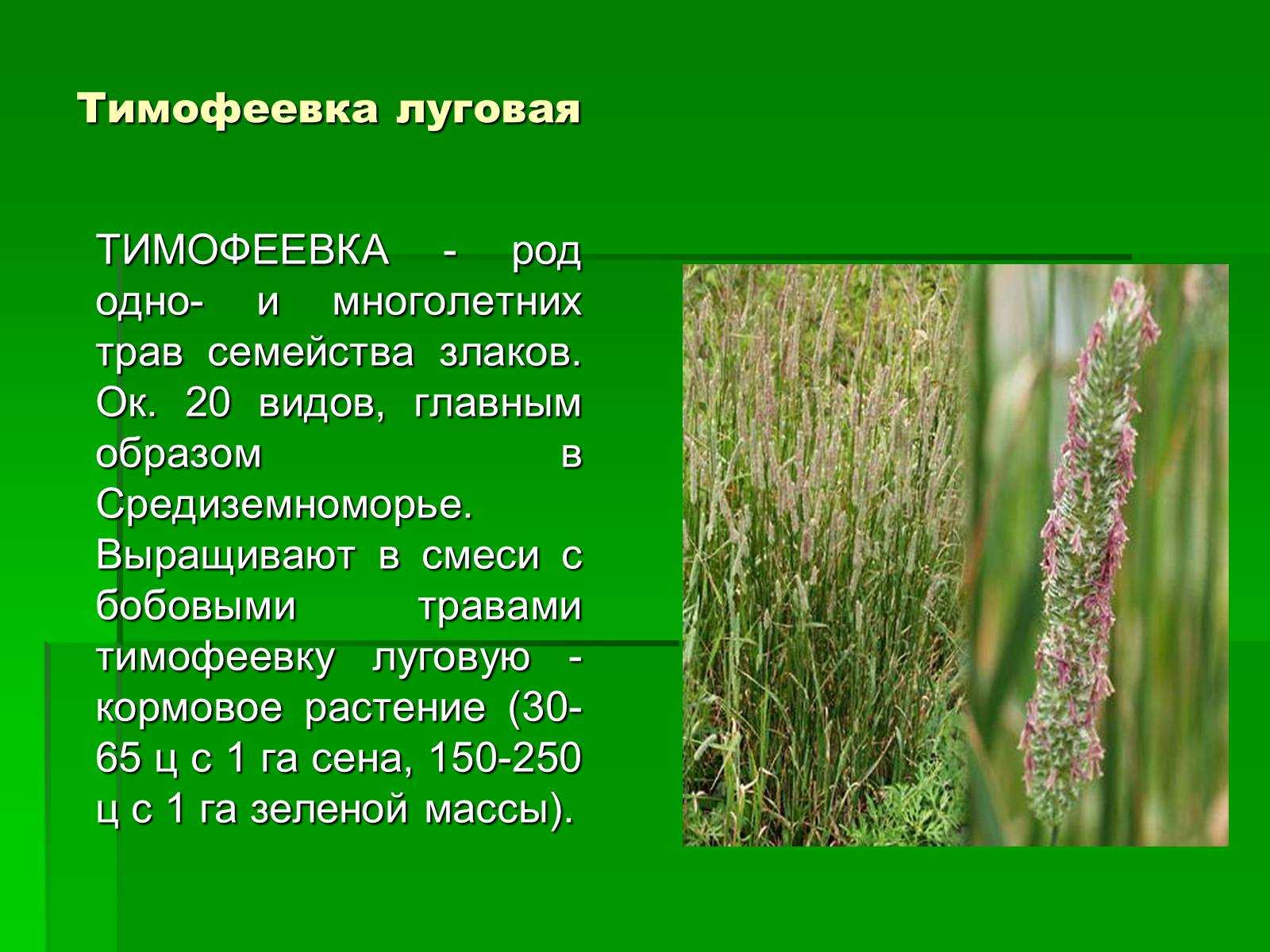 Лисохвост луговой, акалифа уилкса, шершавая, щетинистая, альпийская, коленчатая, южная, мозаика и др. виды комнатного растения с фото selo.guru — интернет портал о сельском хозяйстве