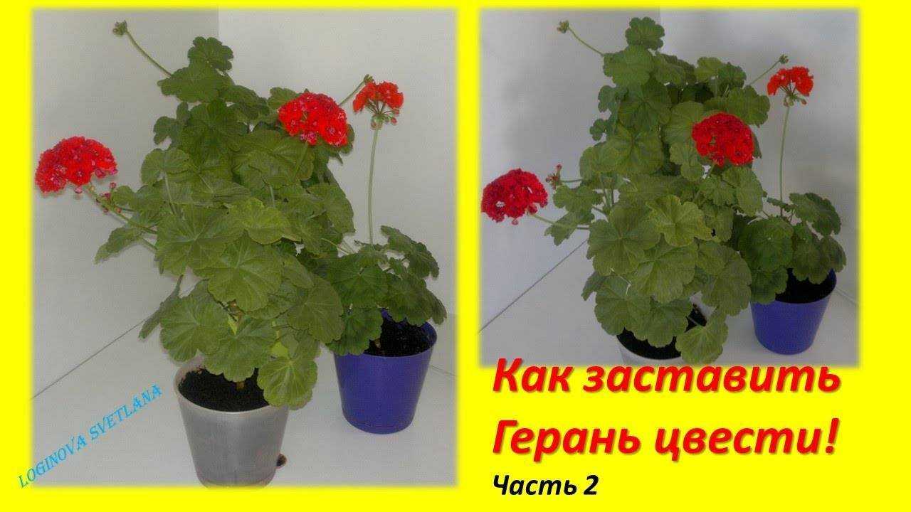 В статье описано выращивание и уход за пеларгонией королевской в домашних условиях с фото: освещение, влажность, посадка и обрезка, полив, а также какие болезни и вредители пагубно влияют на растение, почему оно не цветет и желтеют листья