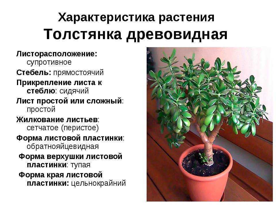 Замиокулькас - уход в домашних условиях, виды с фото, приметы про долларовое дерево