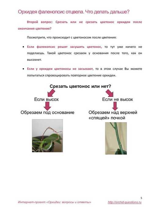 Из статьи мы узнаем, что делать со стрелкой орхидеи, после того как она отцвела Как ухаживать за стеблем, если он засыхает Обязательно ли его обрезать и что нужно делать дальше, если он остаётся зеленым А также, увидим отцветший цветонос на фото