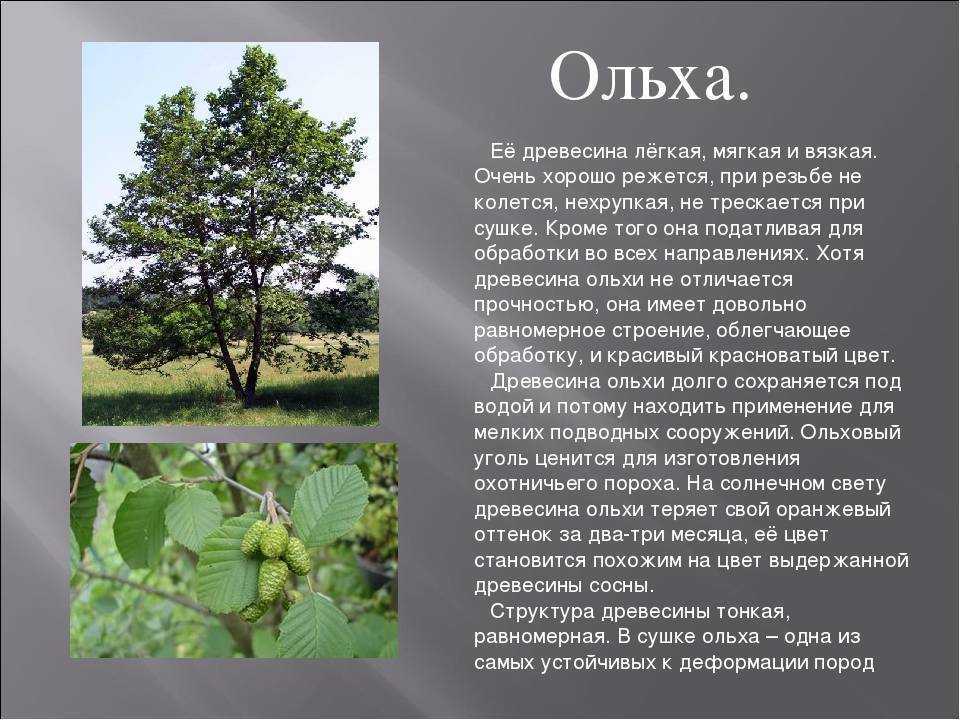 Ольха: фото дерева, описание, посадка и уход в открытом грунте