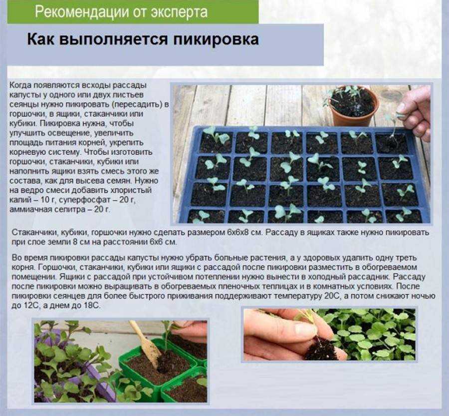 Жизнерадостная красота катарантуса. уход в домашних условиях, выращивание. фото — ботаничка