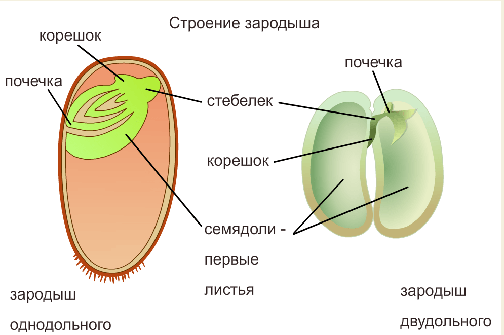 Семядоли: какие они, особенности и значение для растений | зеленые возобновляемые источники энергии