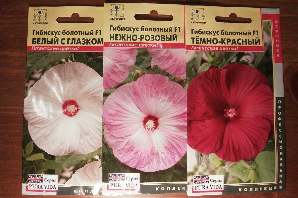 Цветущее растение гибискус Hibiscus является представителем семейства Мальвовые Данный род объединяет примерно 300 видов, среди которых встречаются кустарники, вечнозеленые и листопадные деревья, а еще травянистые растения