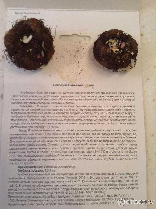 Клубневая бегония — все тонкости домашнего ухода