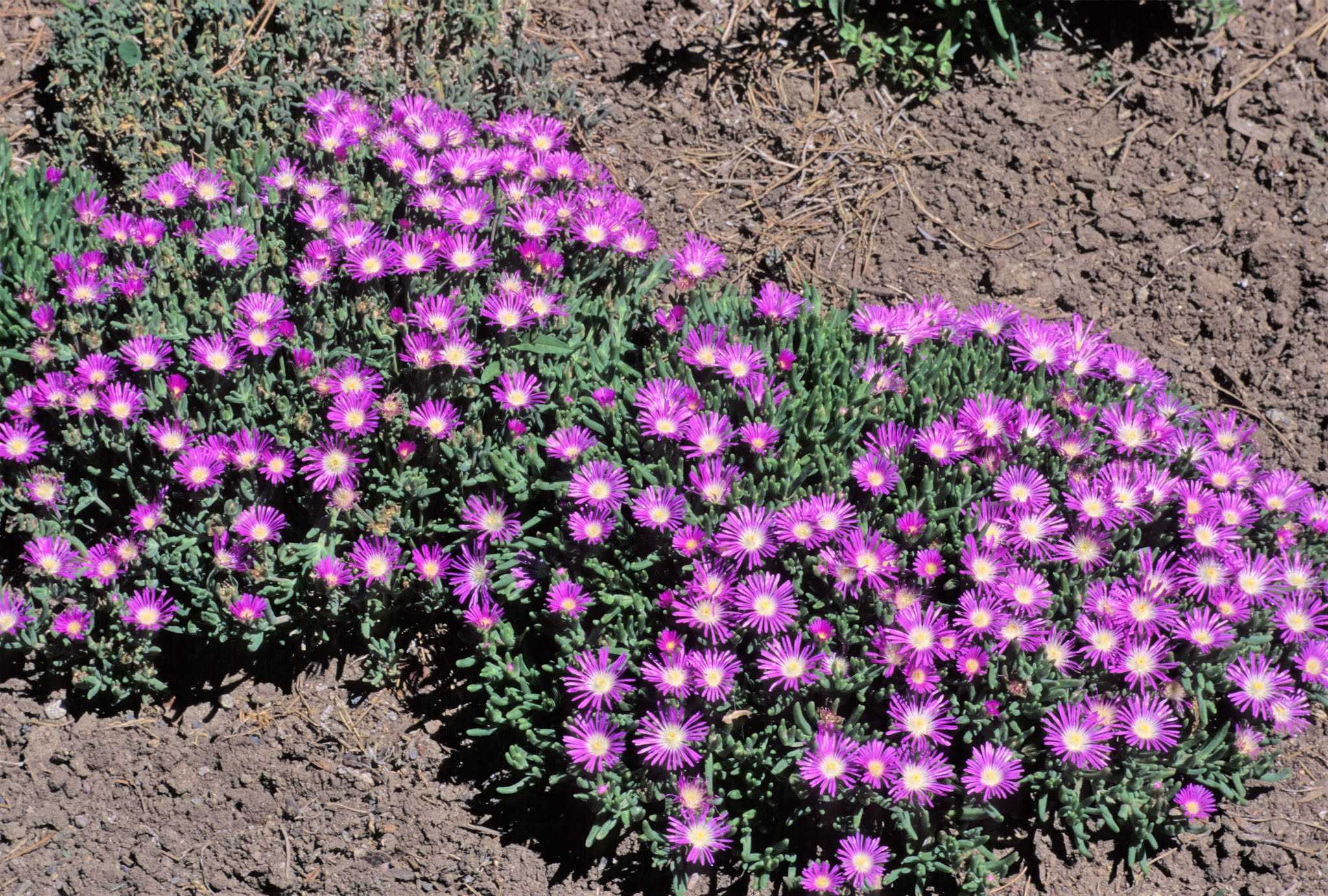 Делосперма delosperma - виды, уход, размножение