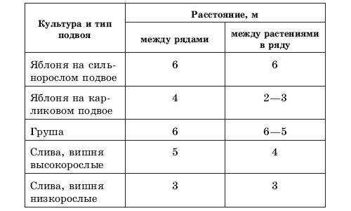 Нужен ли груше опылитель - на каком расстоянии сажать друг от друга, чижовская