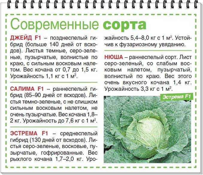 Какой мороз выдерживает капуста при хранении