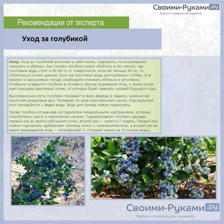Голубика садовая: посадка и уход, фото сортов, выращивание и размножение вистерии, болезни и удобрения
