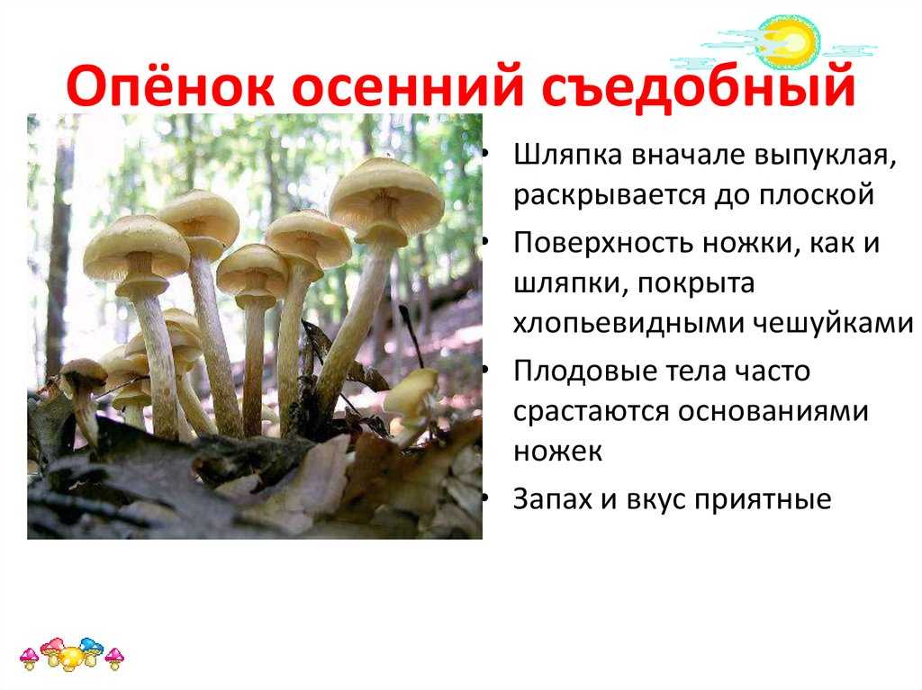 Как отличить ложные опята от настоящих, как они выглядят