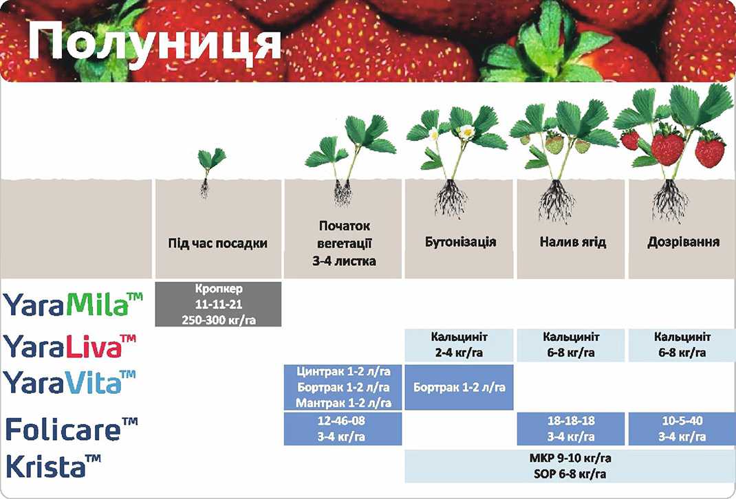 Подготовка грядки под клубнику в августе