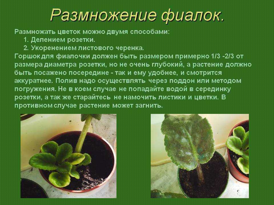 Как вылечить гниль у бегонии