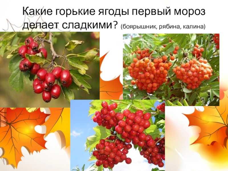 10 сортов сладкоплодных рябин, самые зимостойкие и урожайные