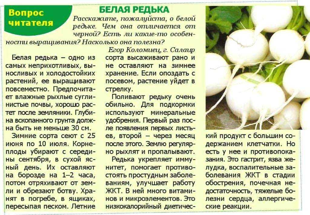 Арбузная редька: польза и вред для здоровья, как выглядит?