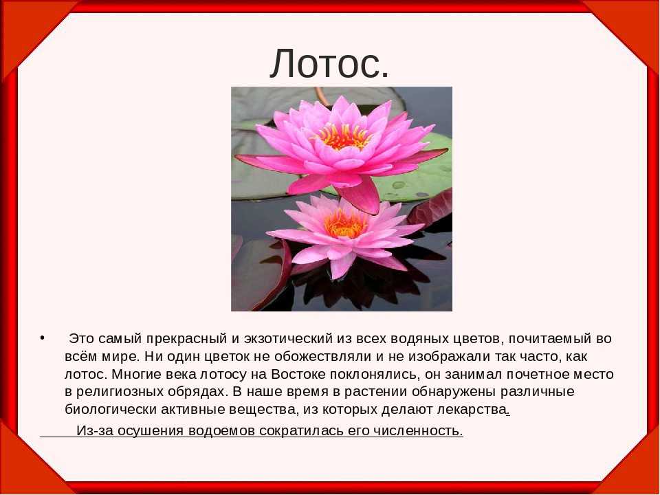 Лотос (nelumbo) для водоемов • ух!дача и 100 советов в придачу