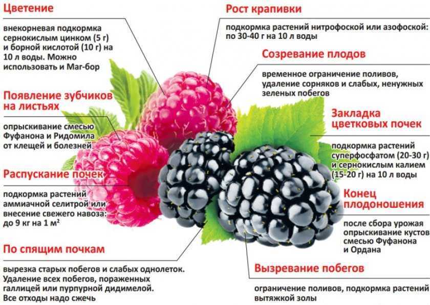 Черная и красная смородина: посадка и уход, выращивание, фото сортов их размножение, болезни и удобрения