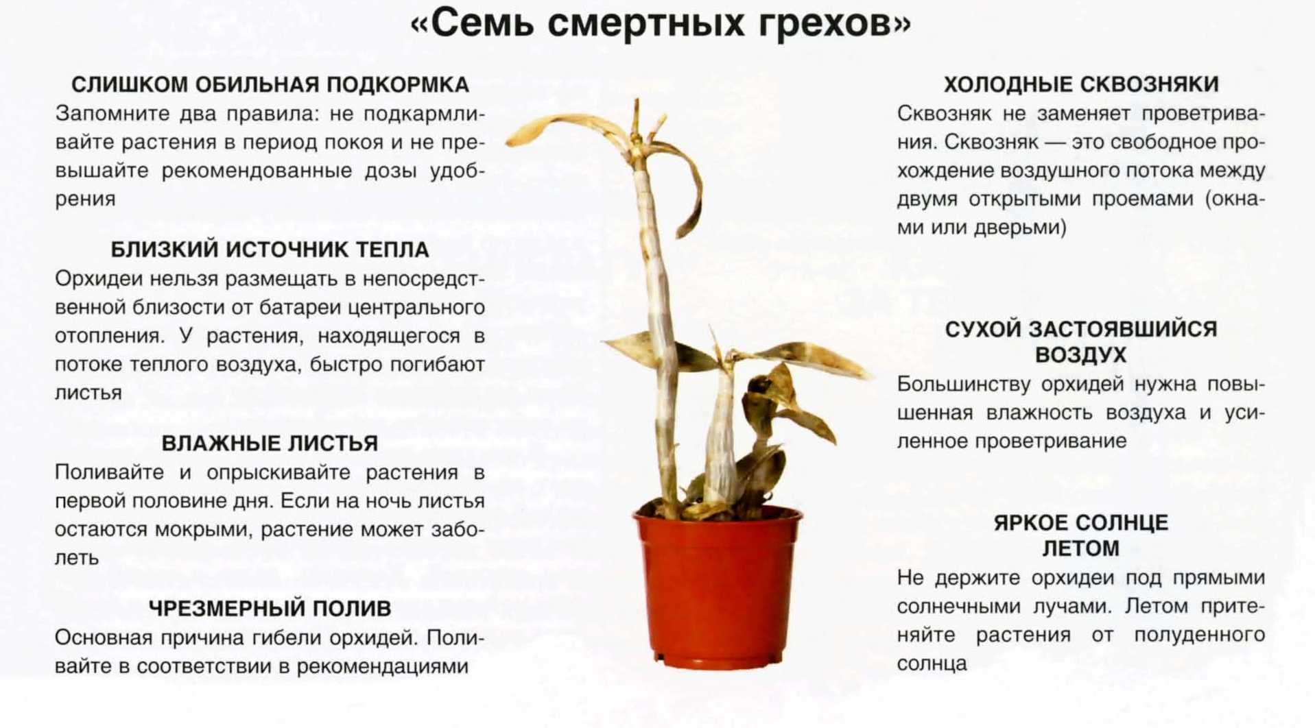 Сколько лет живут орхидеи в домашних условиях в горшке, как узнать их возраст, определить срок жизни цветка и понять, сколько времени нужно для начала его цветения