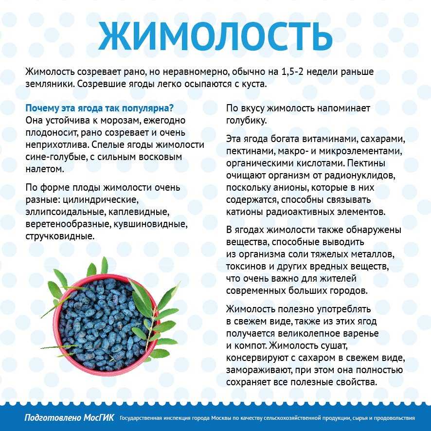 Курильский чай полезные, лечебные свойства для здоровья