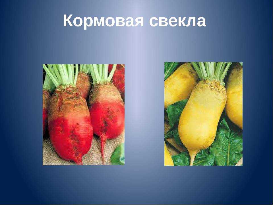 Свекла сахарная и столовая в чем разница. технология выращивания кормовой свёклы. в чем разница между видами