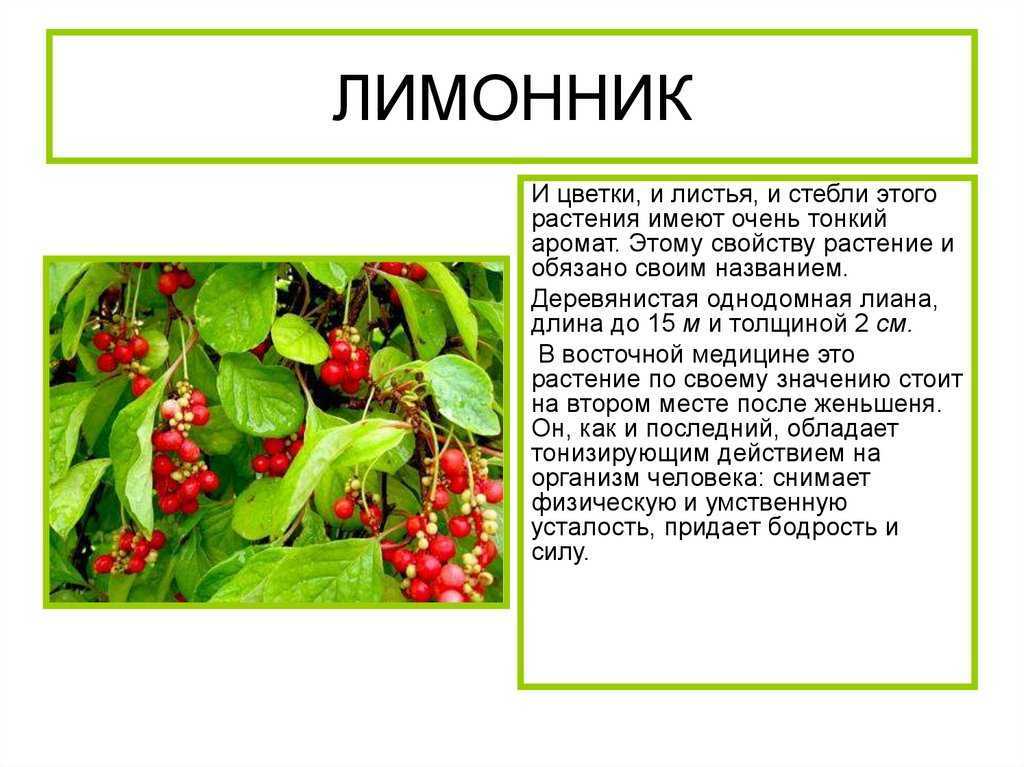 Лимонник китайский дальневосточный, лечебные свойства и противопоказания растения, фото, рецепт