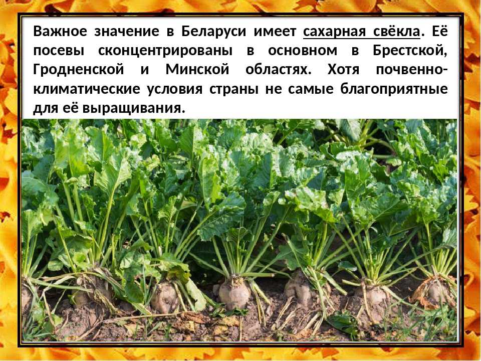 Чем отличаются кормовая свекла и сахарная свекла: разница во внешнем виде, сферах применения и других параметрах