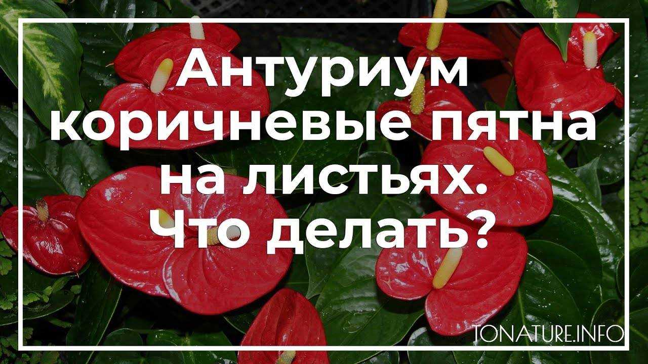 Особенности ухода за антуриумом, ответы на вопросы.