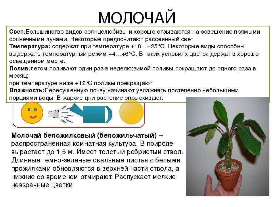 Определитель южных цветов по фото: что растет и цветет на юге?