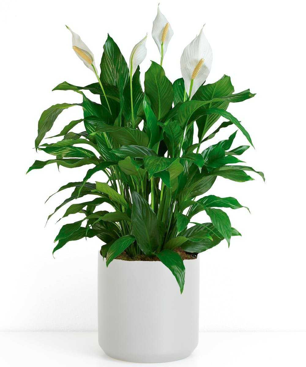 Спатифиллум spathiphyllum