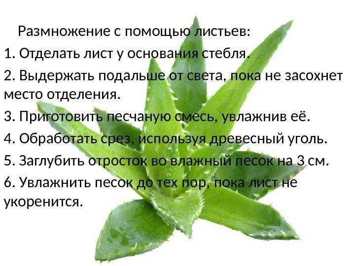 Как правильно посадить отросток алоэ без корня: подготовка ростка и его посадка в горшок, можно ли прорастить через лист и как отсадить в открытый грунт?
