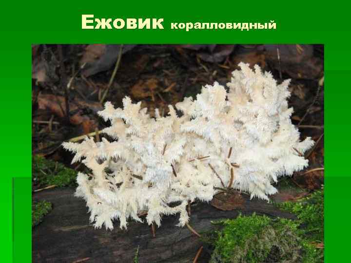 Особенности кораллового гриба