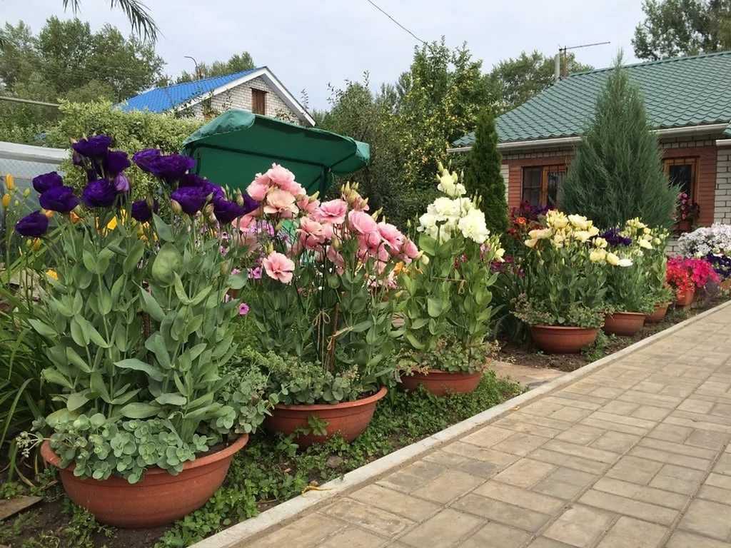 Посев семян эустомы на рассаду в феврале: мастер-класс с фото