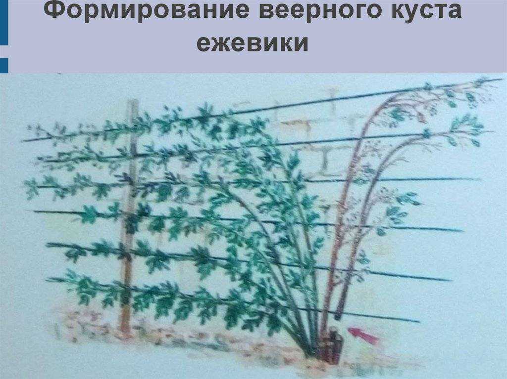 Черная малина и особенности ее выращивания в умеренной климатической зоне