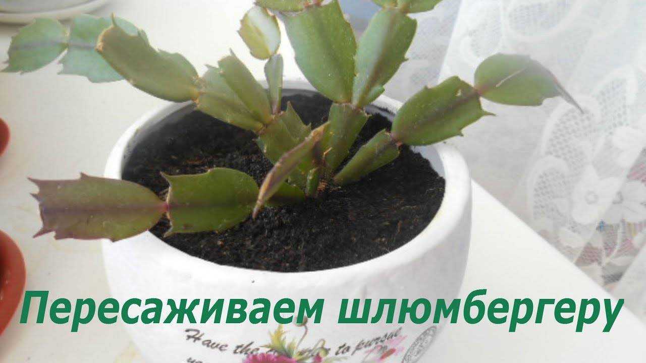 Рипсалидопсис: уход в домашних условиях (фото)