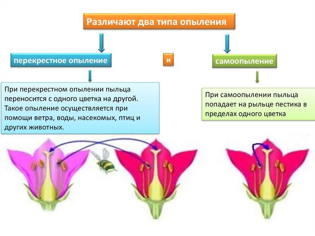 Самобесплодная слива, что значит. особенности выращивания самоплодной сливы