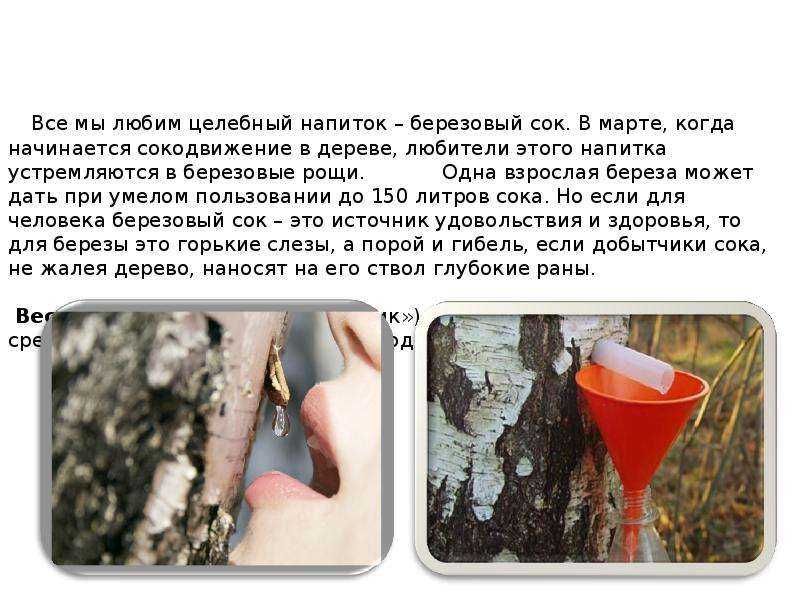 Периоды вегетации и покоя у плодовых и ягодных деревьев и кустарников