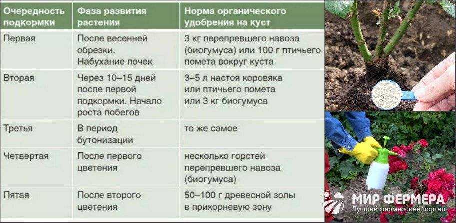 Как хранить капусту: в свежем виде, в погребе до весны или домашних условиях в холодильнике, температура хранения, хранение на зиму