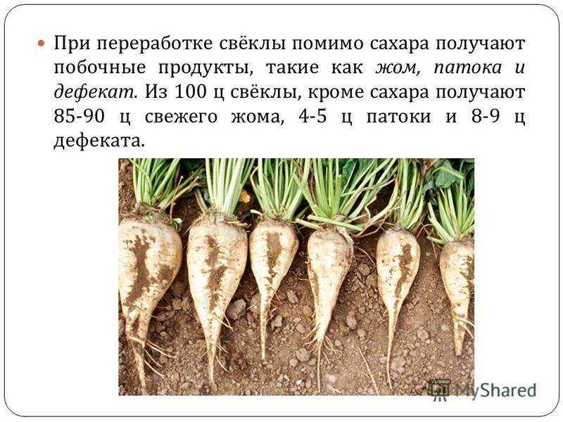 Кормовая свекла — основные сорта, выращивание и уход, уборка урожая