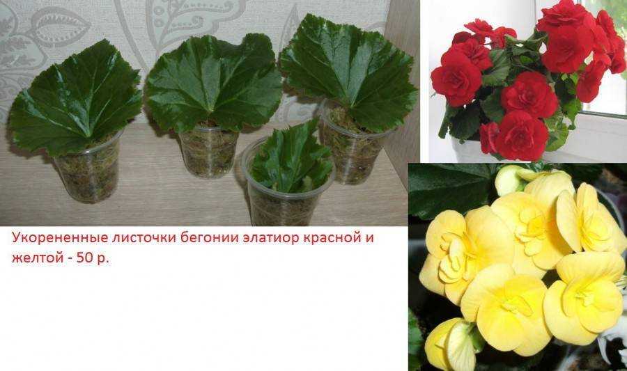 Бегония элатиор уход в домашних условиях