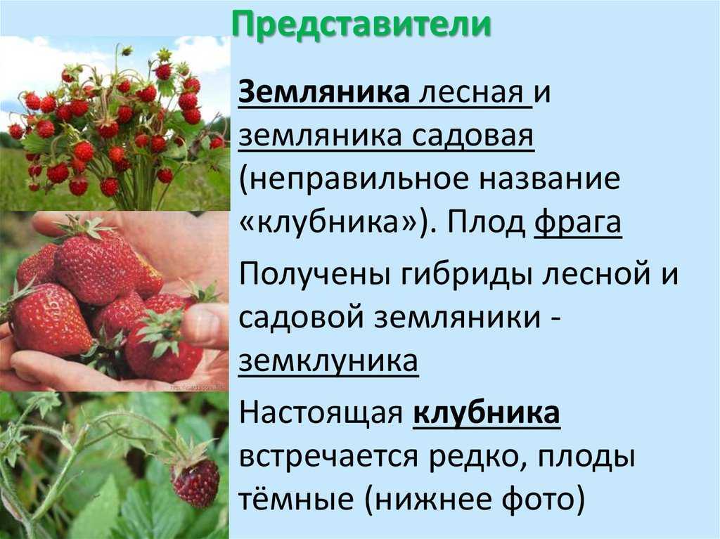 Ягода виктория: польза, описание и в чем разница с клубникой