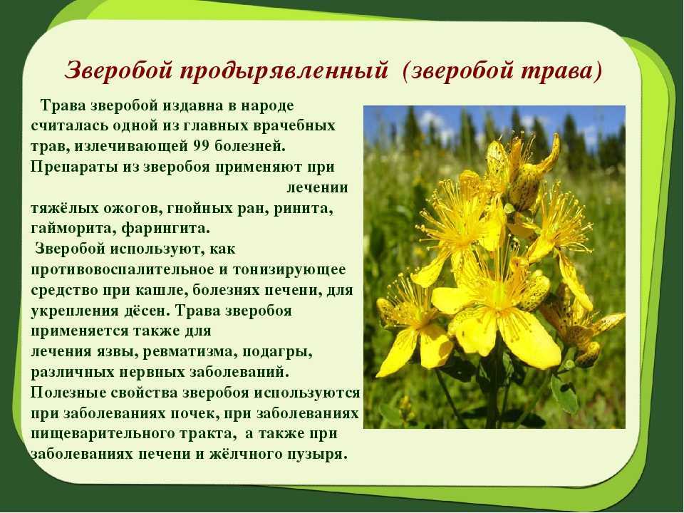 Зверобой трава: фото и описание растения, картинки и рисунки цветов