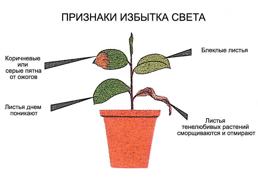Азалия сбрасывает листья, что делать? почему у азалии опадают листья?