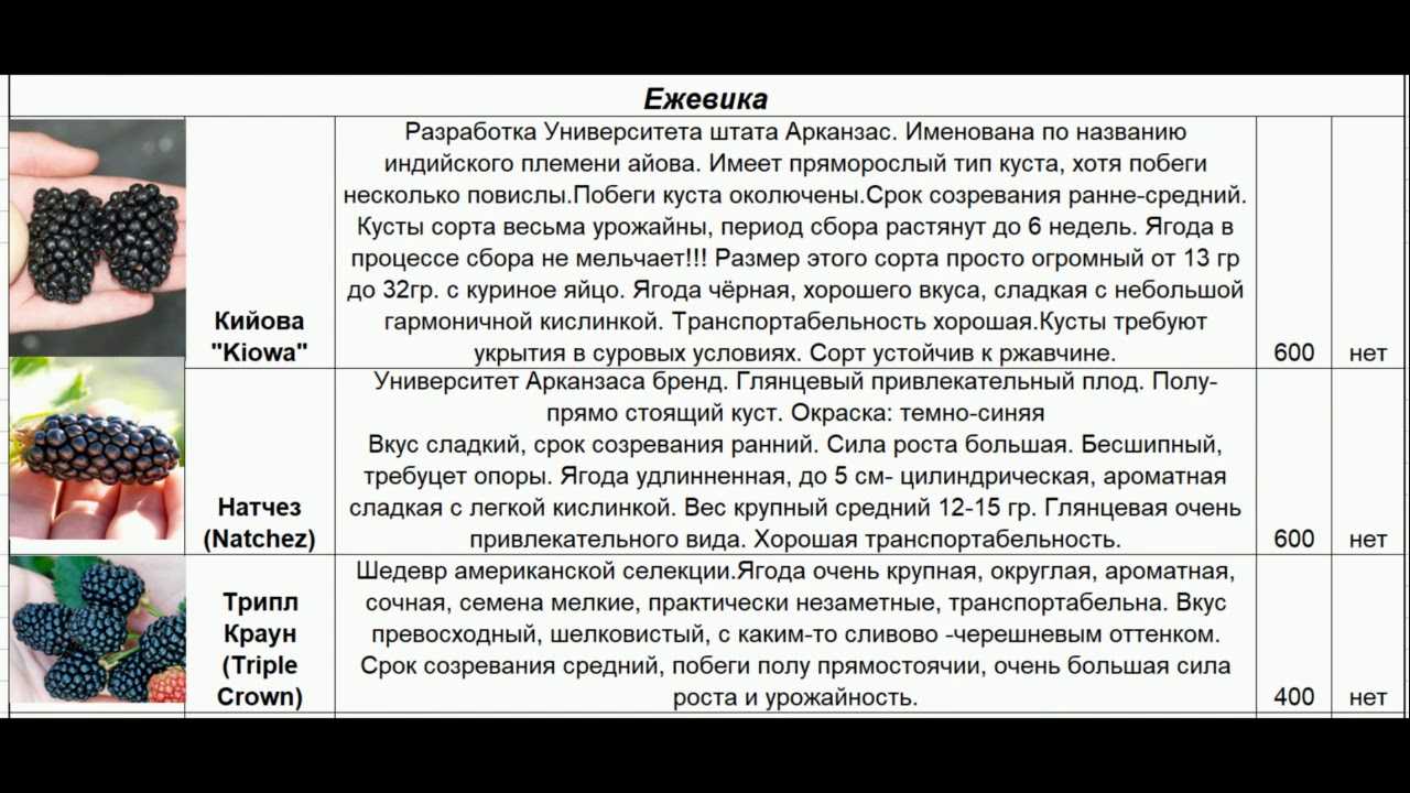 Особенности выращивания ежевики в саду
