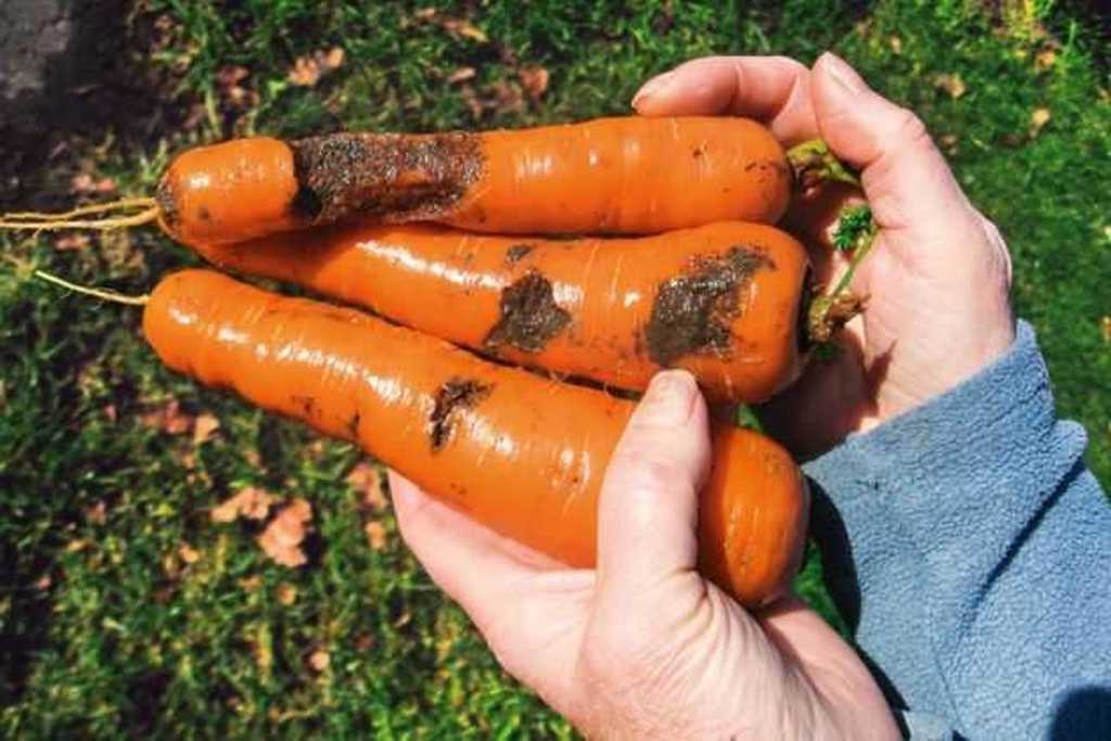 Как бороться с морковной мухой препаратами и народными средствами