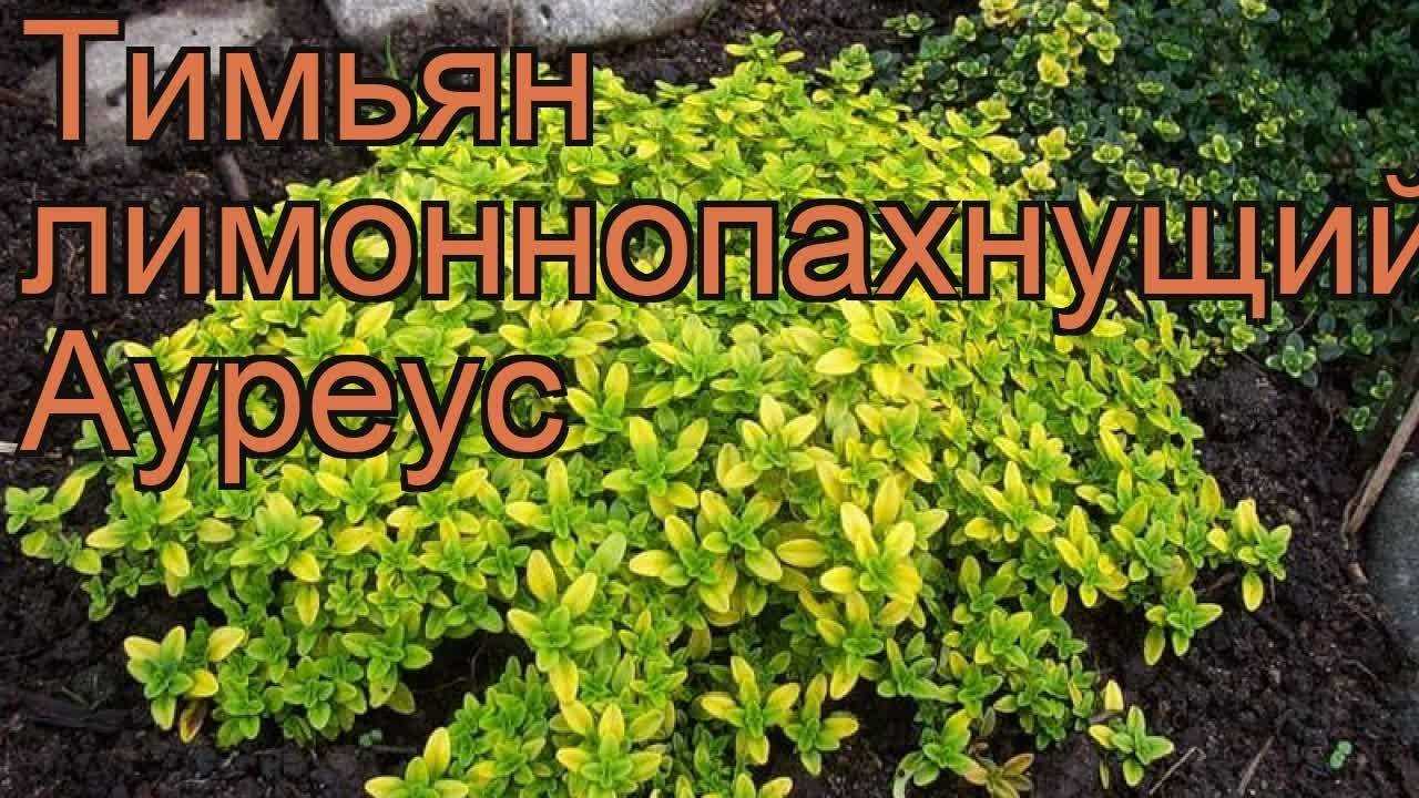 Тимьян ползучий: посадка и уход в открытом грунте, выращивание и сочетание в ландшафтном дизайне, фото, размножение сорта