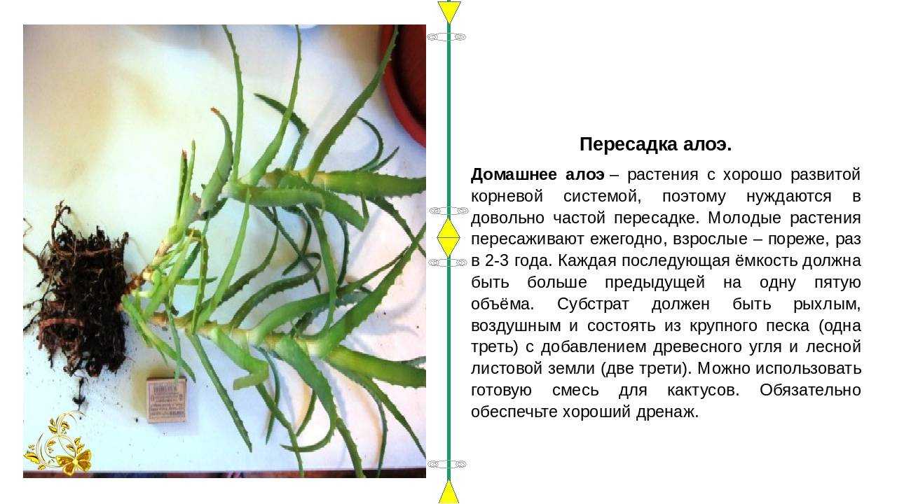 Из чего делают настоящую текилу — особенности напитка