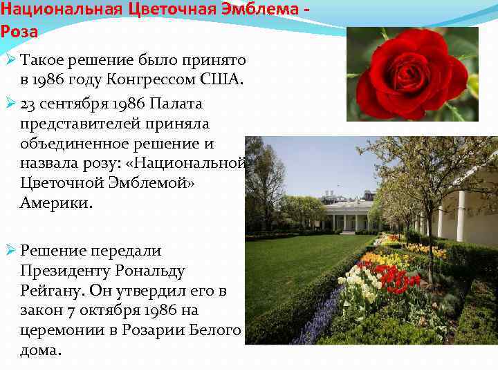 Почему символ англии — красная роза?