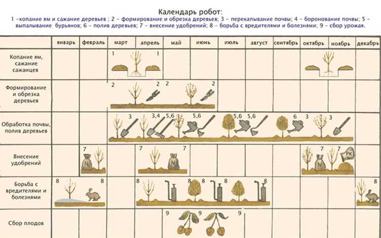 Черешня – выращивание и уход - сад 6 соток
