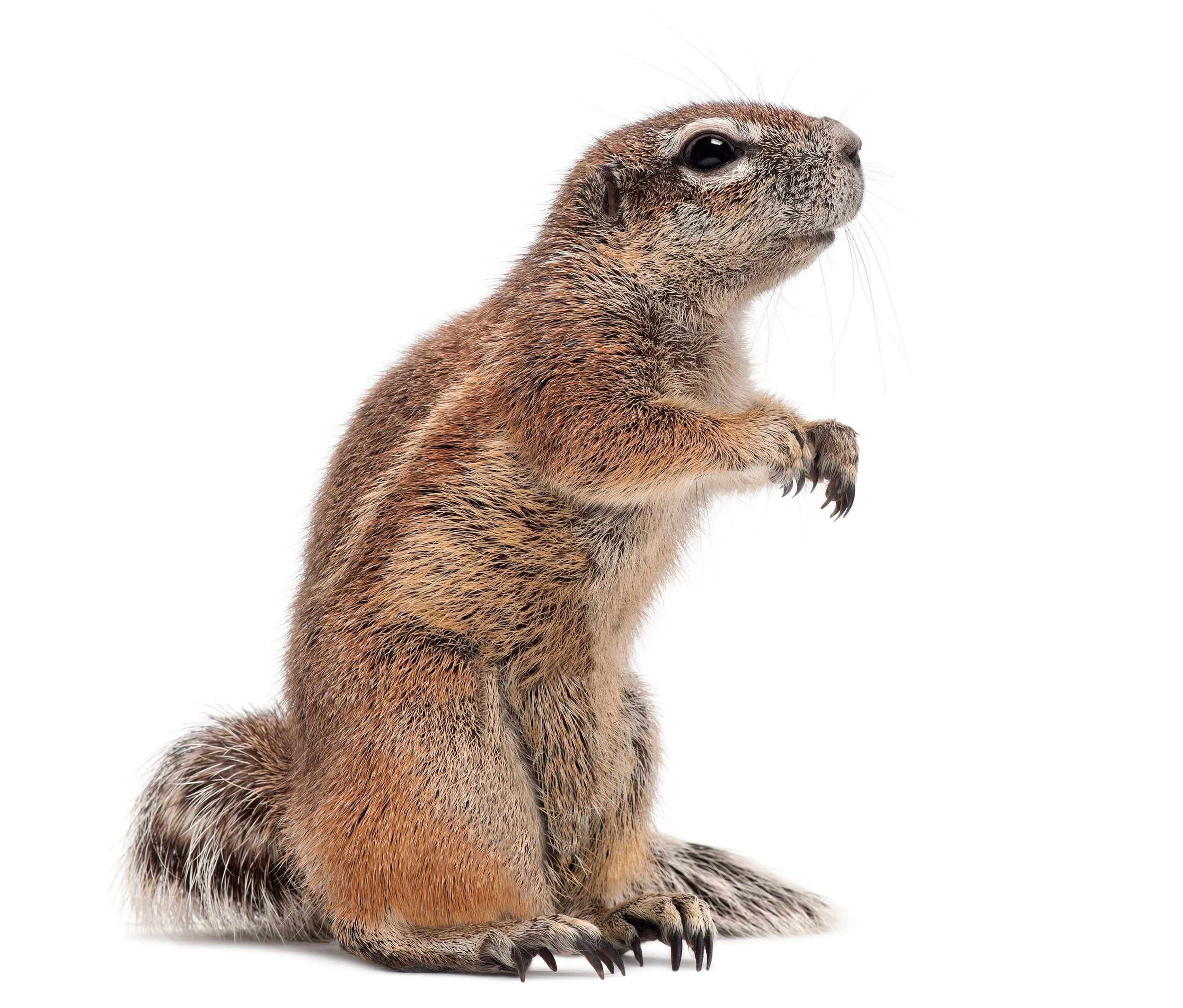 Quick answer: how do you kill gophers - seniorcare2share