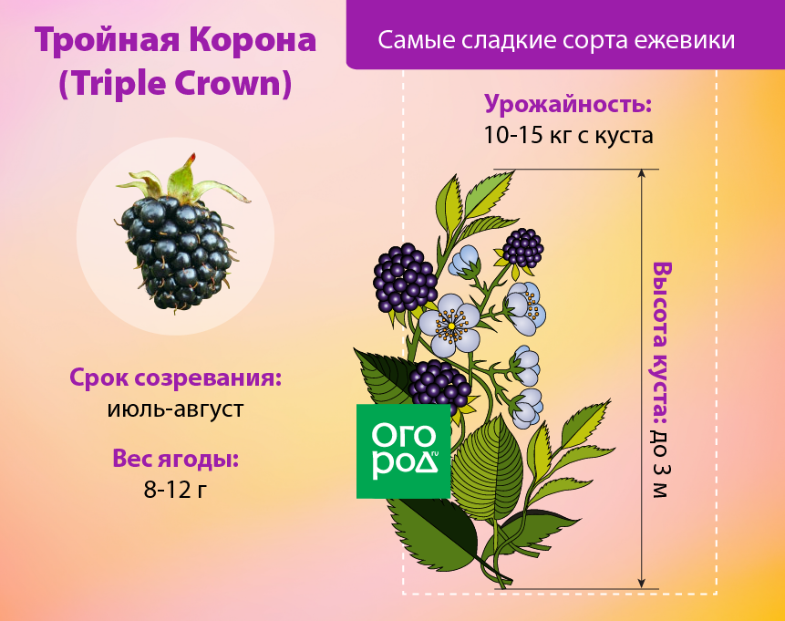 Ежевика: правильная посадка, обрезка и уход за садовым растением